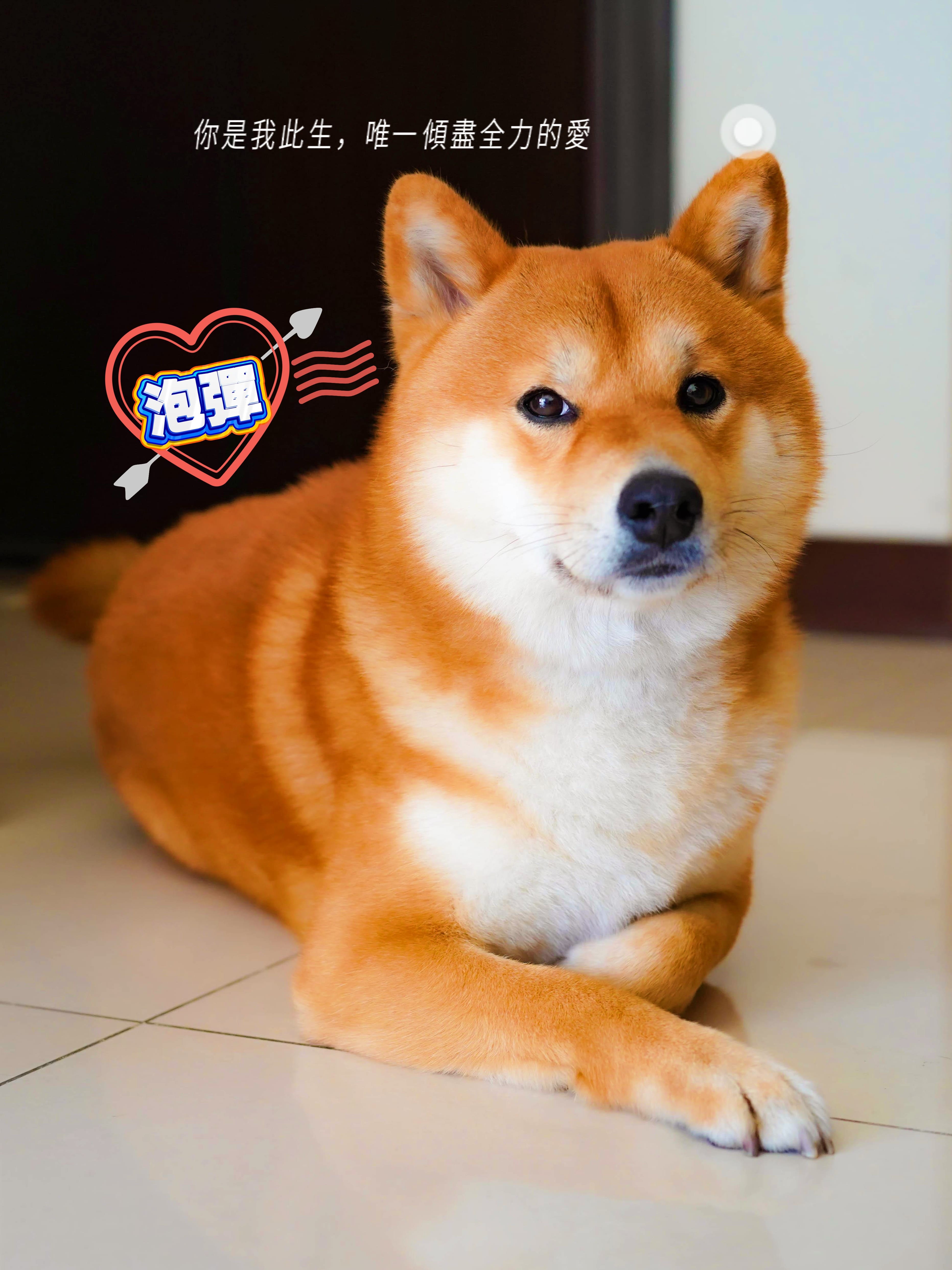 泡彈
