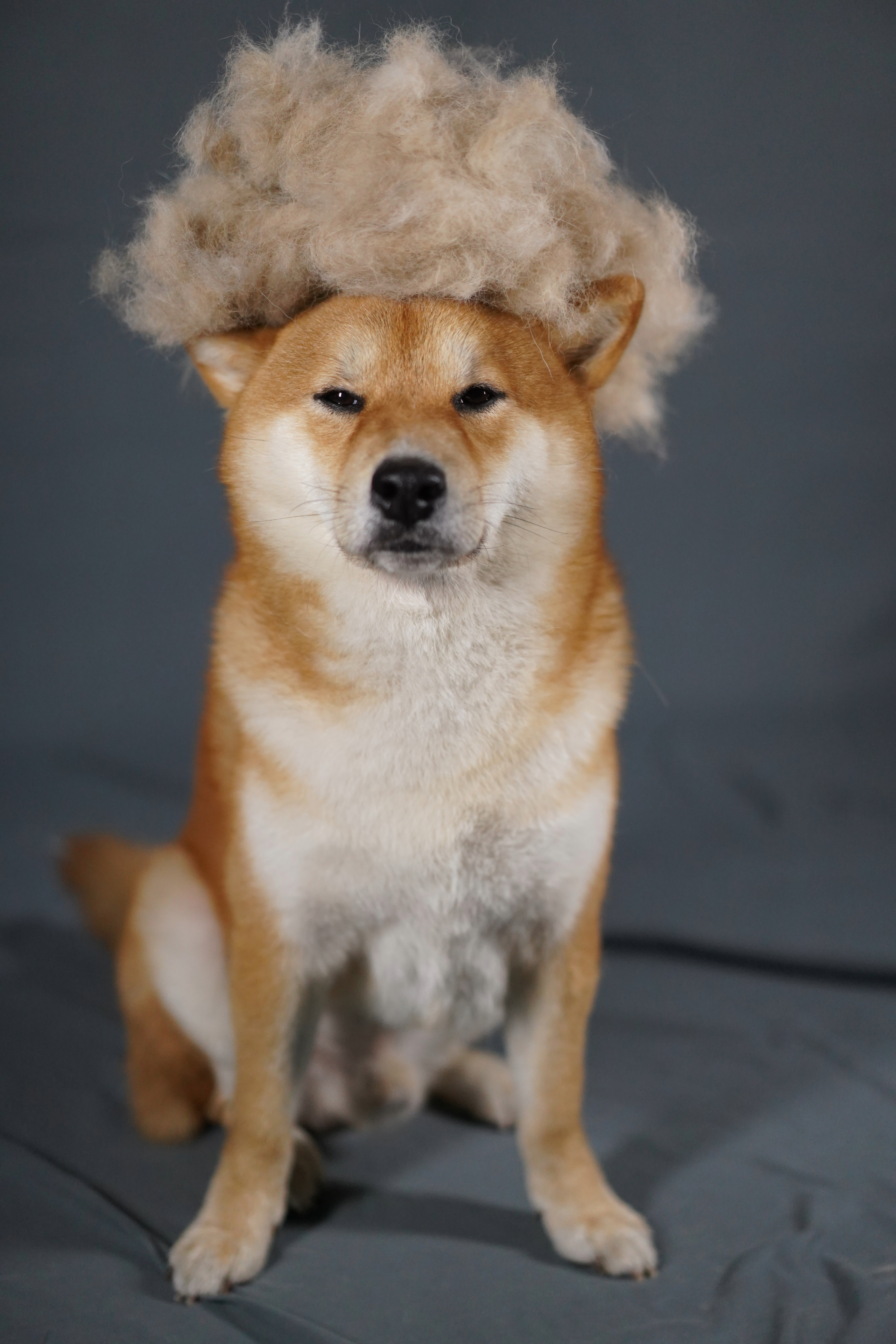 柴毛之歌