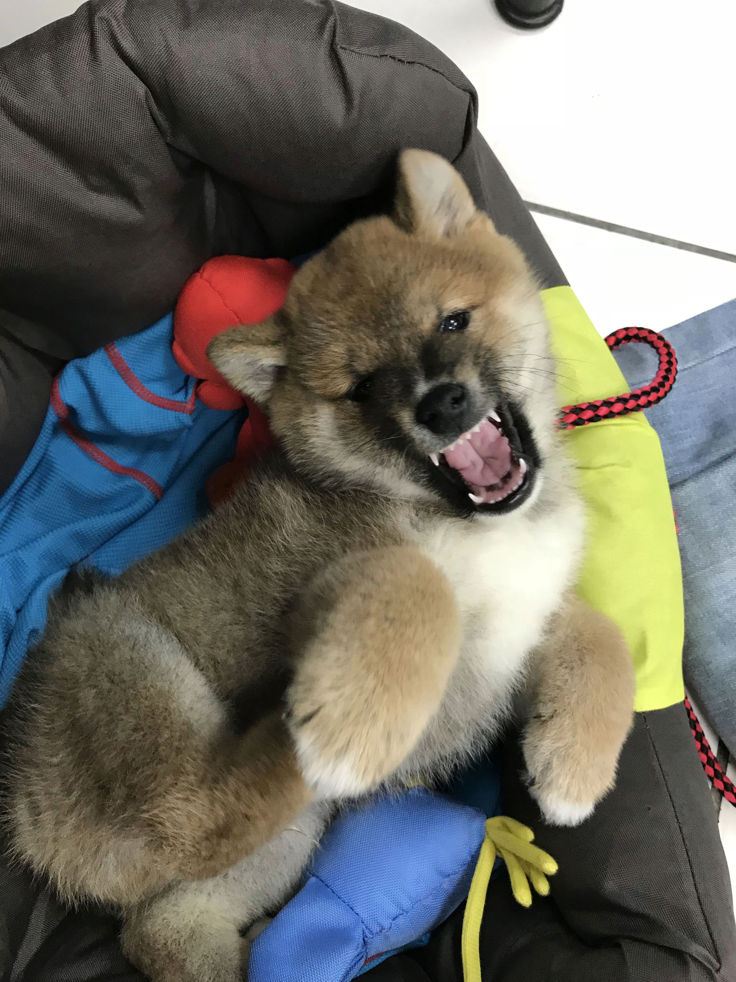 屁孩時期的泡彈
